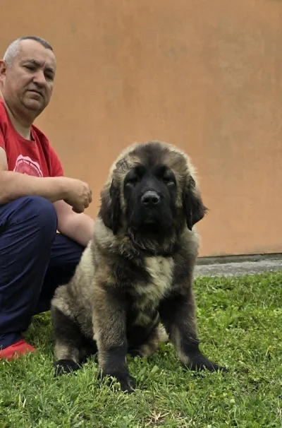 Kavkaski ovčar štenci