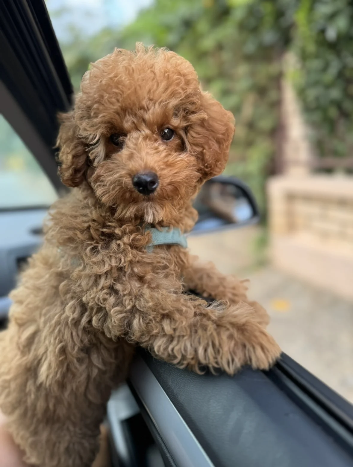 Toy poodle 400€