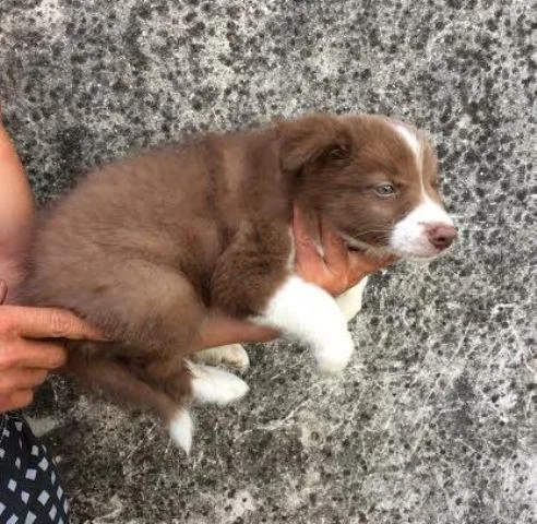 Border Collie stenci