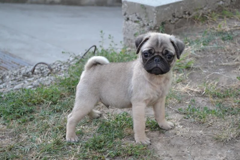Mops štenci na prodaju