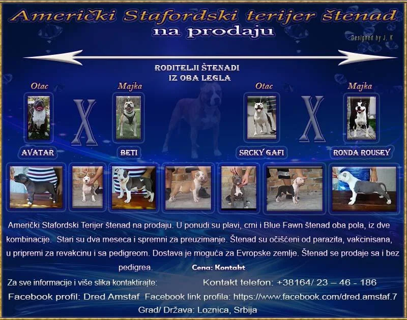 Američki Stafordski Terijer štenad na prodaju