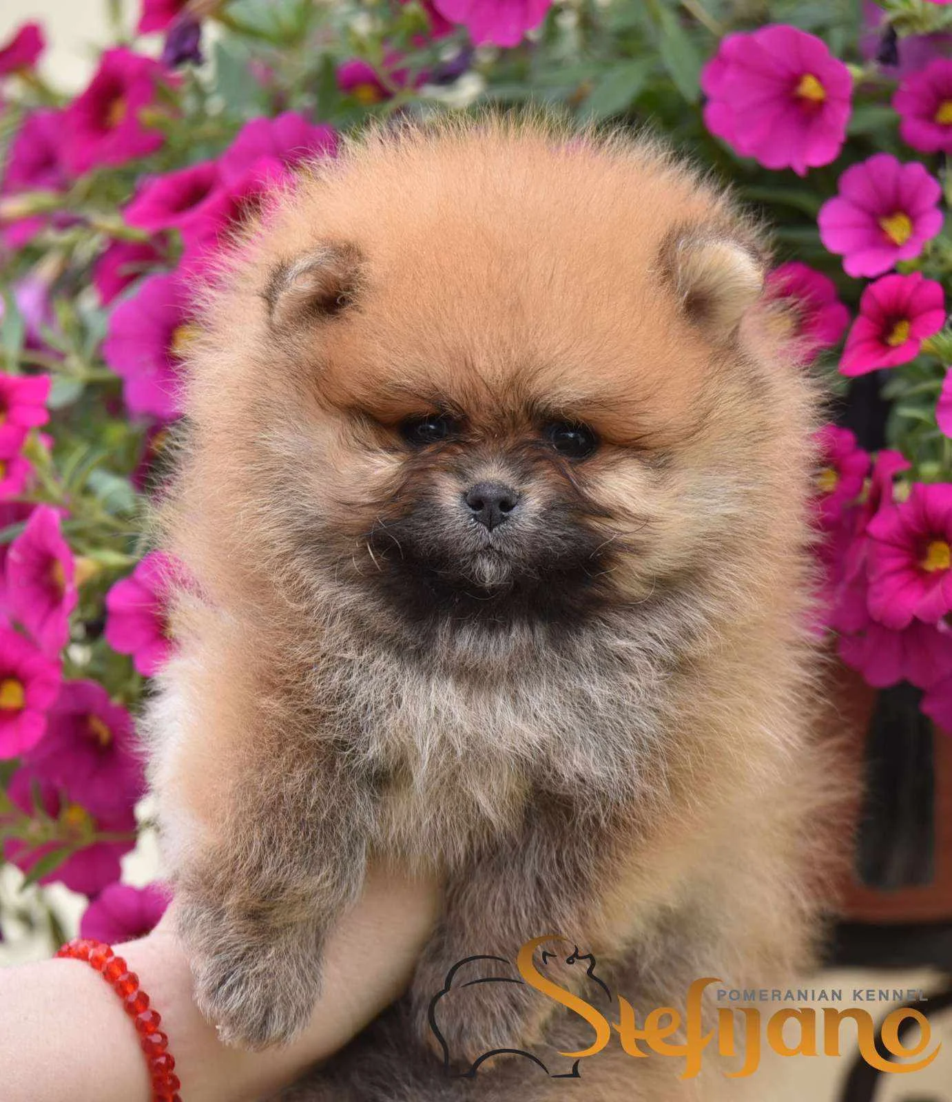 Pomeranac, pomeranian