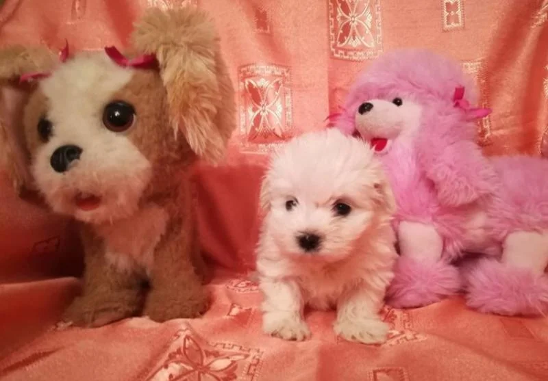 Maltezer i coton de tulear stenci na prodaju