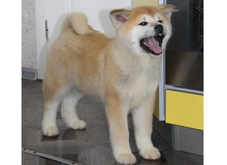 Akita inu i aljaski malamut stenci na prodaju