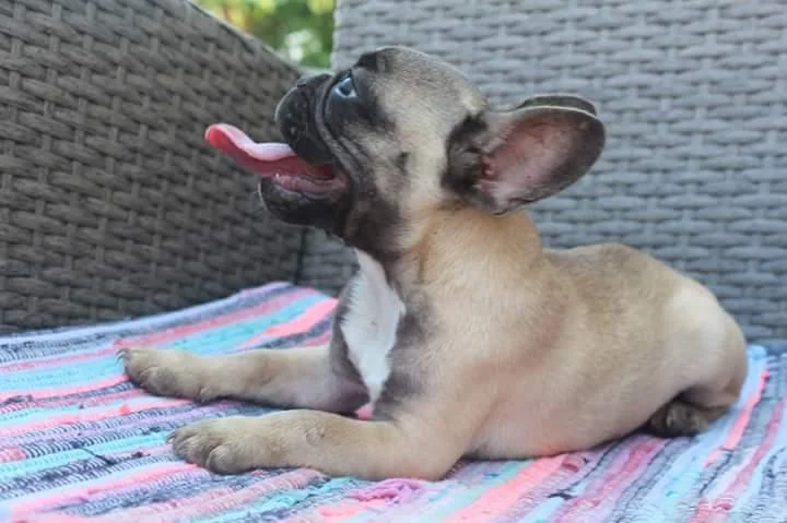 Francuski buldog