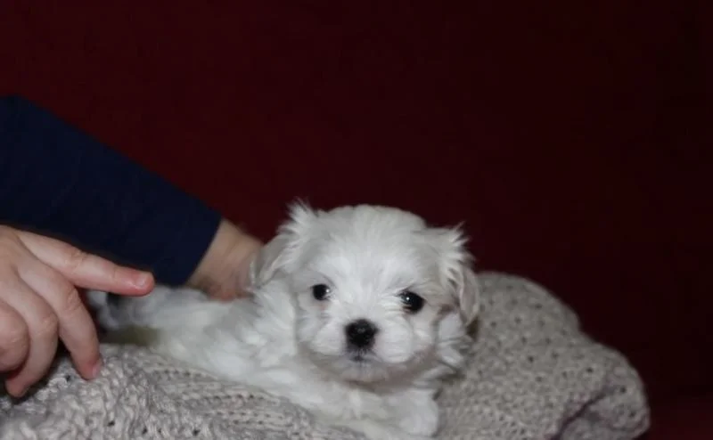 Maltezer i coton de tulear stenci na prodaju