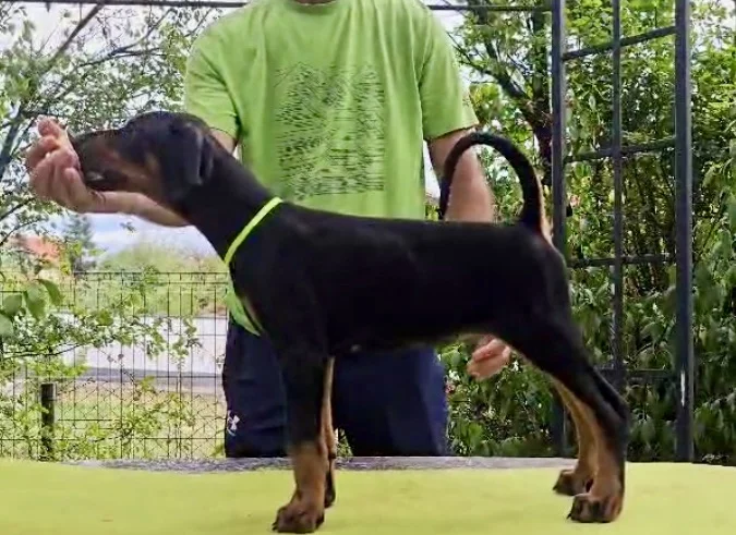 Doberman štenci, šampionskog porekla