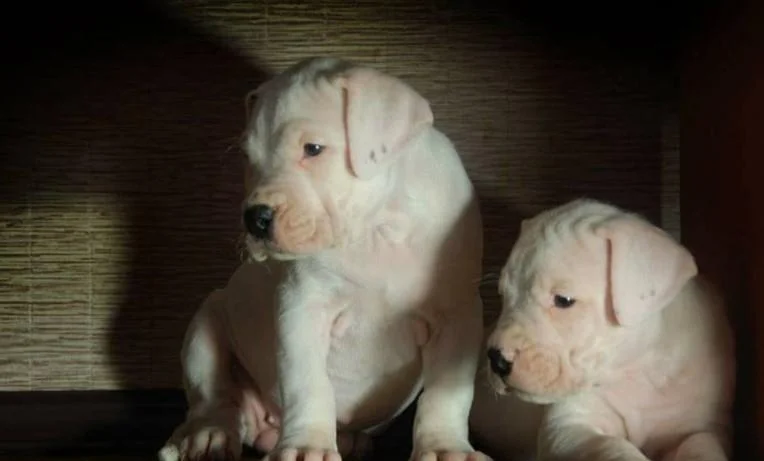 Dogo argentino i bulterijer stenci na prodaju