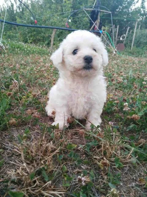 Kovrdžavi bišon,prelepi štenci