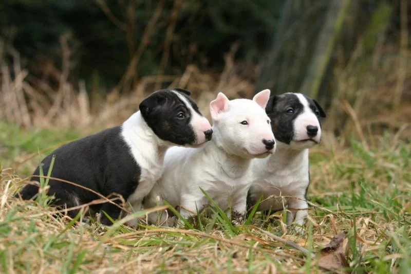 Bulterijer i dogo argentino stenci na prodaju