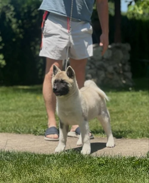 Američka akita
