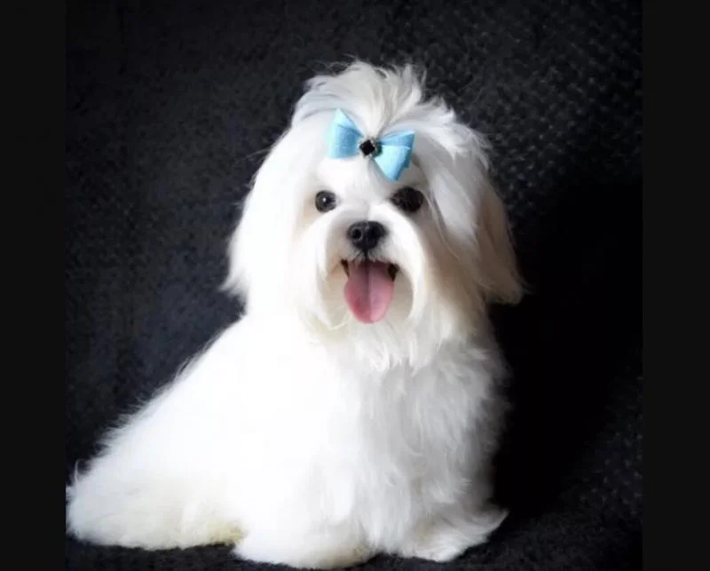 Maltezer i coton de tulear stenci na prodaju
