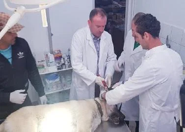 Акцијата за вакцинација, кастрација и чипирање на бездомните кучиња започна во Гостивар