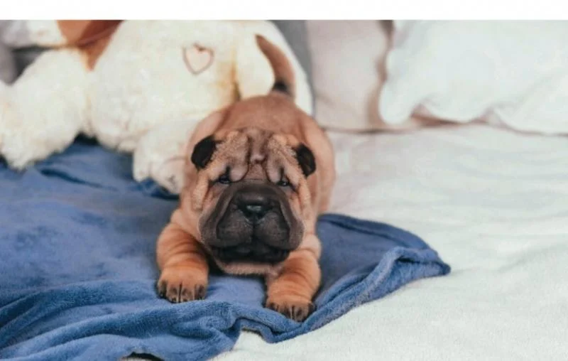 Shar pei i šiba inu stenci na prodaju