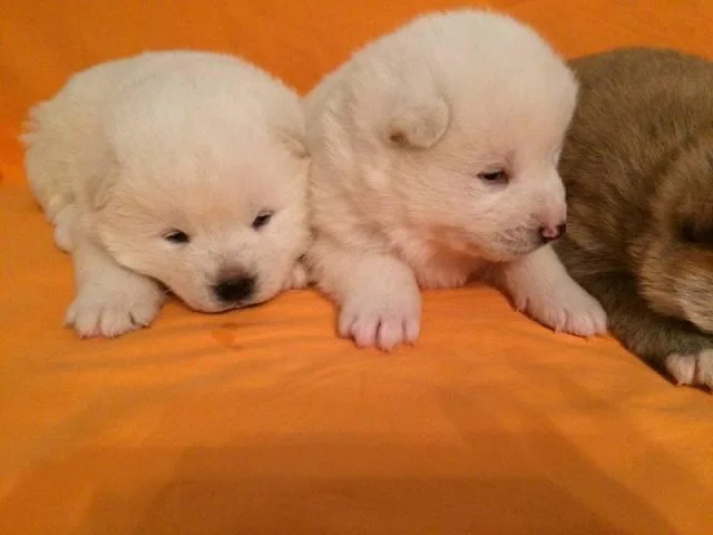 Akita Inu, novo leglo