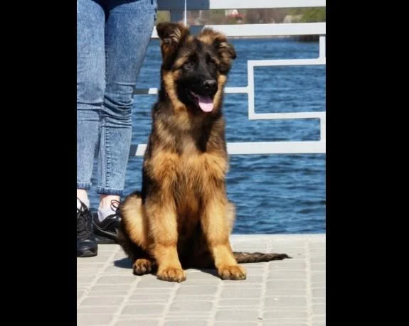 Nemacki ovcar i šarplaninac stenci na prodaju