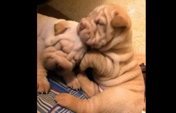 Shar pei i šiba inu stenci na prodaju
