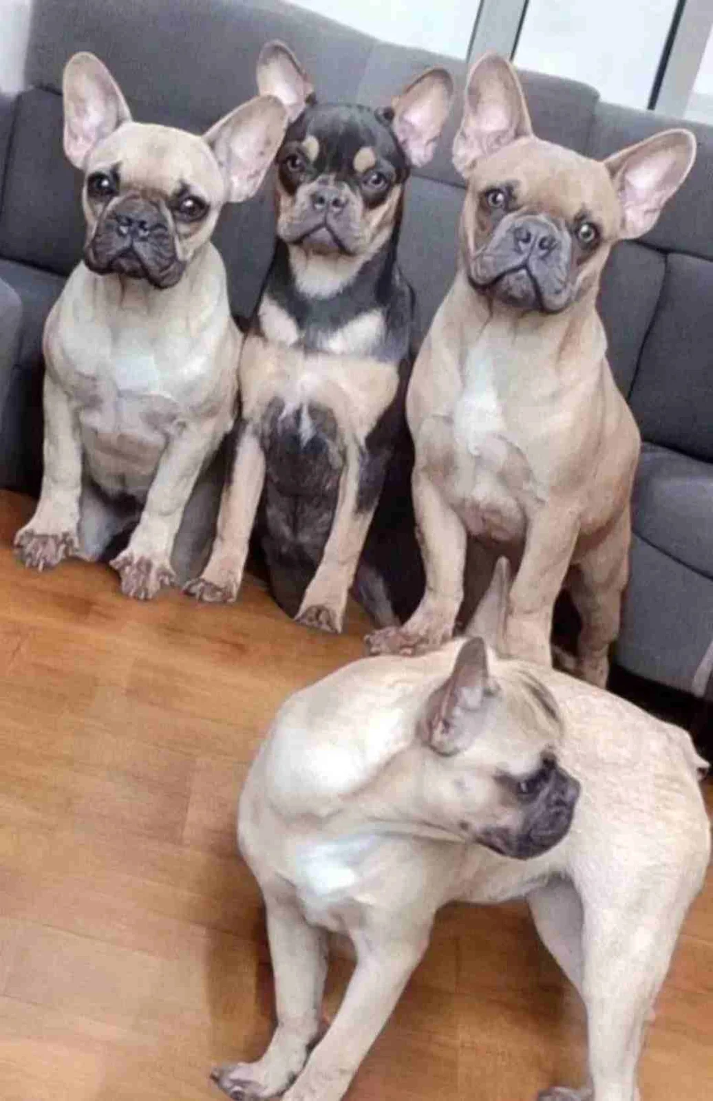 Prodajem Francuske Buldoge