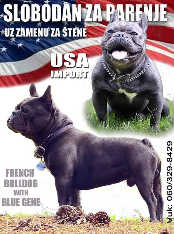 Plavi muzjak francuski buldog - slobodan za parenje