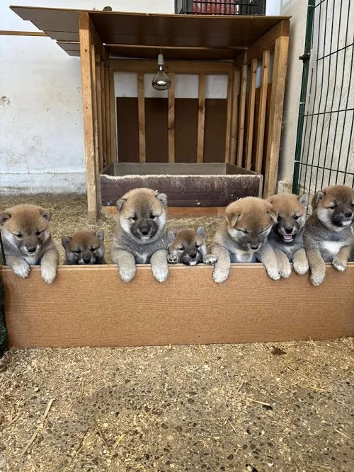 SHIBA INU, vrhunski štenci
