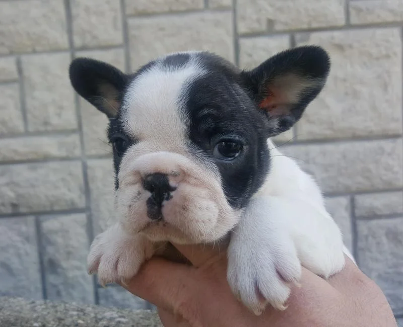 Francuski buldog štenci