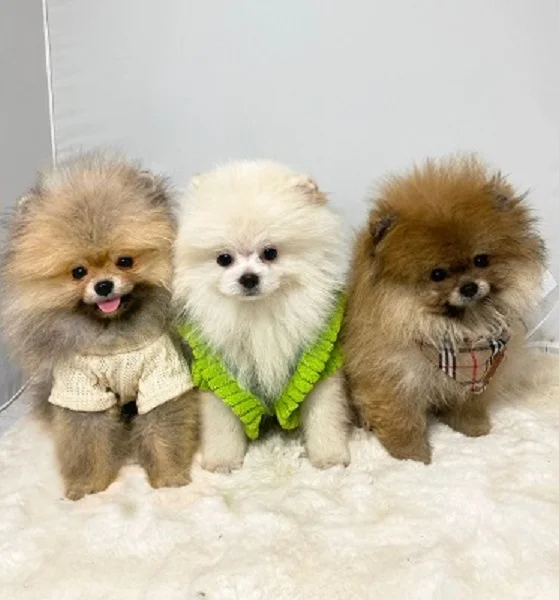 Pomeranac (BOO), garancija veličine