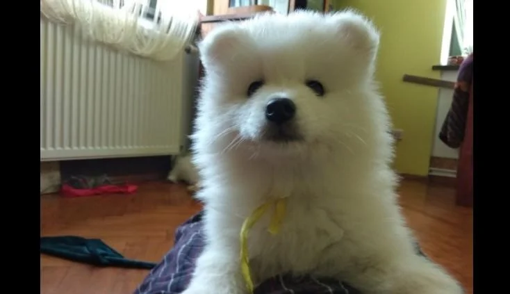 Samojed i sibirski haski stenci na prodaju