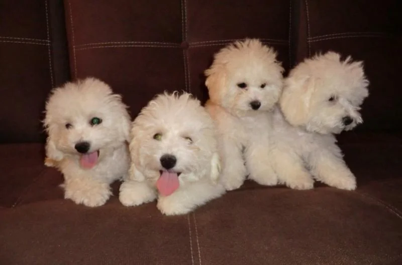 Bichon i bolonjezer stenci na prodaju