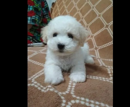 Bichon i bolonjezer stenci na prodaju
