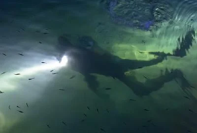 Спасено врзаното куче од морските води