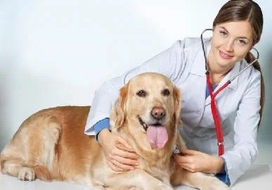 И на кучињата им е потребен систематски преглед