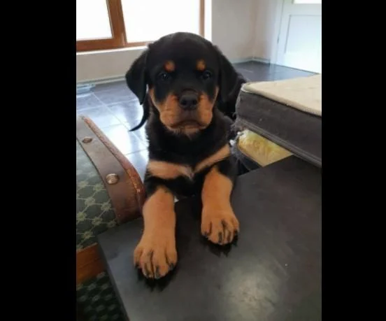 Rotvajler i doberman stenci na prodaju
