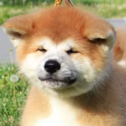 Akita Inu