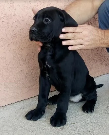 Cane corso(kane korso) štenci