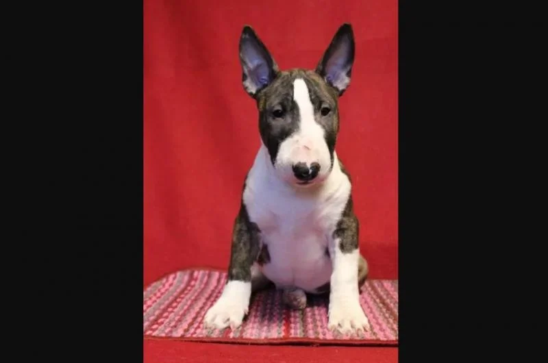 Bulterijer i dogo argentino stenci na prodaju