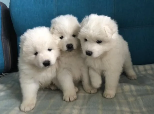 Samojed i sibirski haski stenci na prodaju