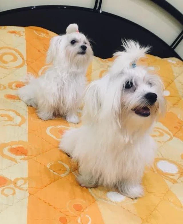 Maltezeri