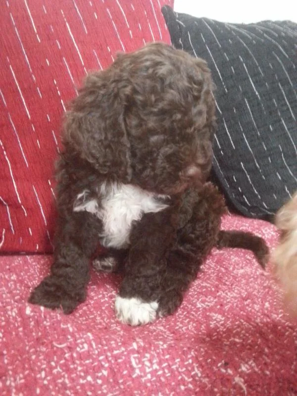 lagotto romagnolo
