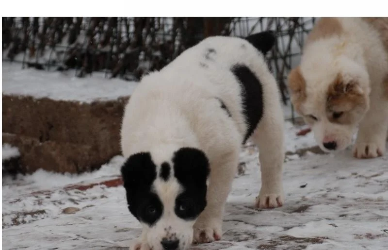 Psi svih rasa i starosti