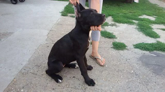 Cane Corso