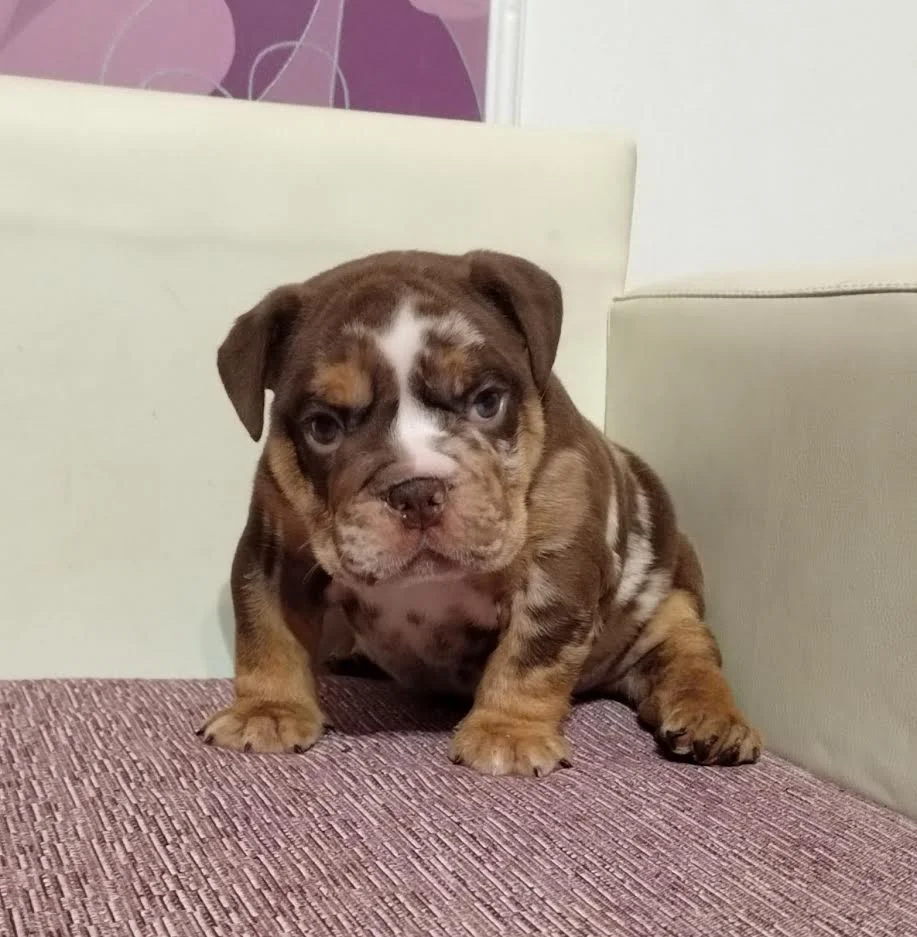 Engleski Bulldog