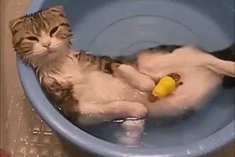 Смешни реакции на мачки во вода