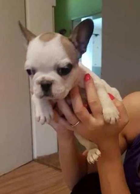 Francuski Buldog Bebe