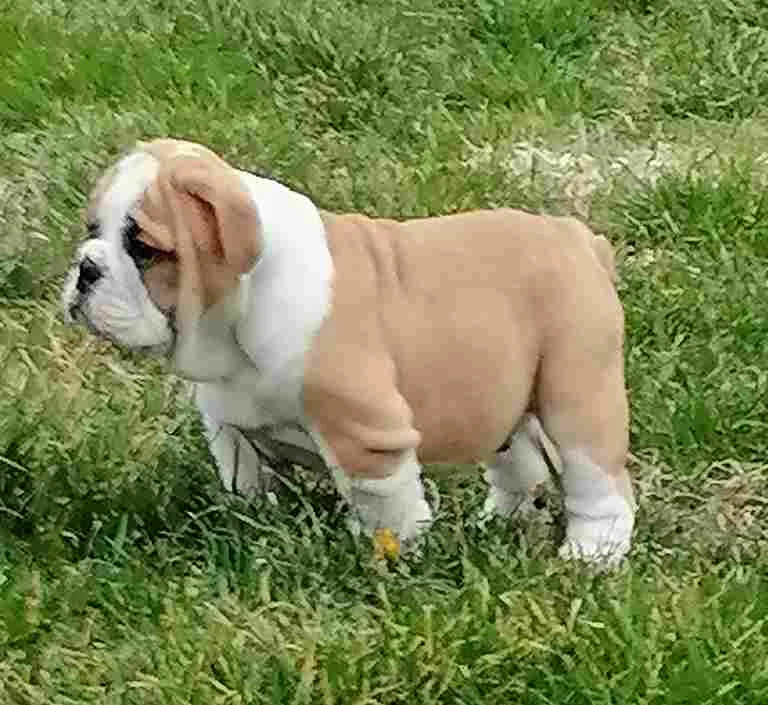 Engleski buldog štenci
