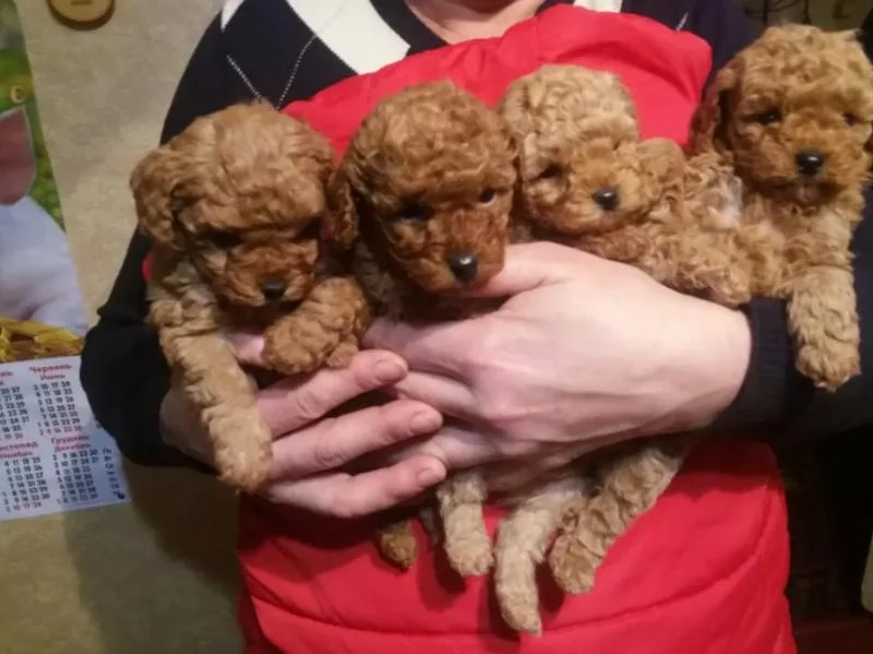 Pudla toy, patuljasta i srednja stenci na prodaju
