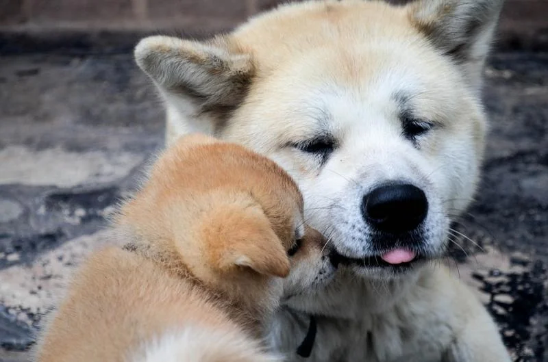 Akita inu i aljaski malamut stenci na prodaju