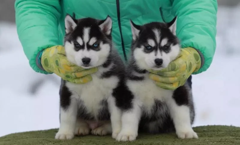 Sibirski haski i samojed stenci na prodaju