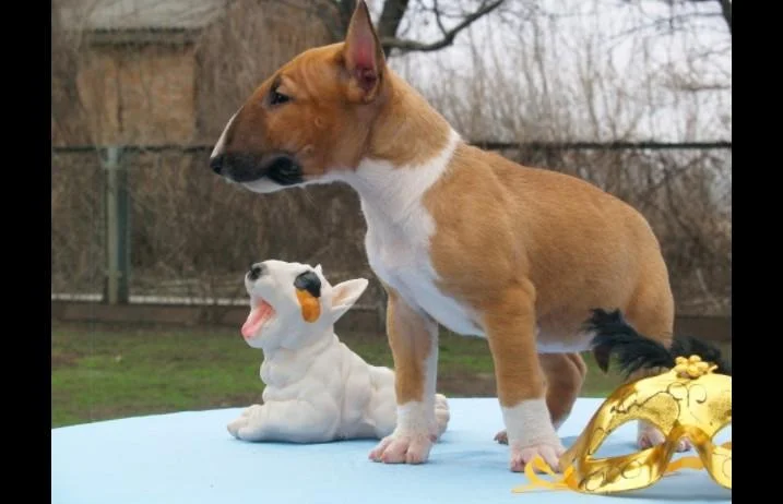 Bulterijer i dogo argentino stenci na prodaju