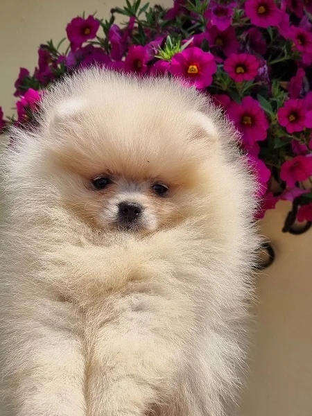 Pomeranac Boo ženkica