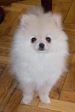 Pomeranac-Nemački Patuljasti Špic